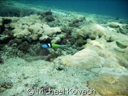 Bluehead on the inside reef at Lauderdale by the Sea by Michael Kovach 